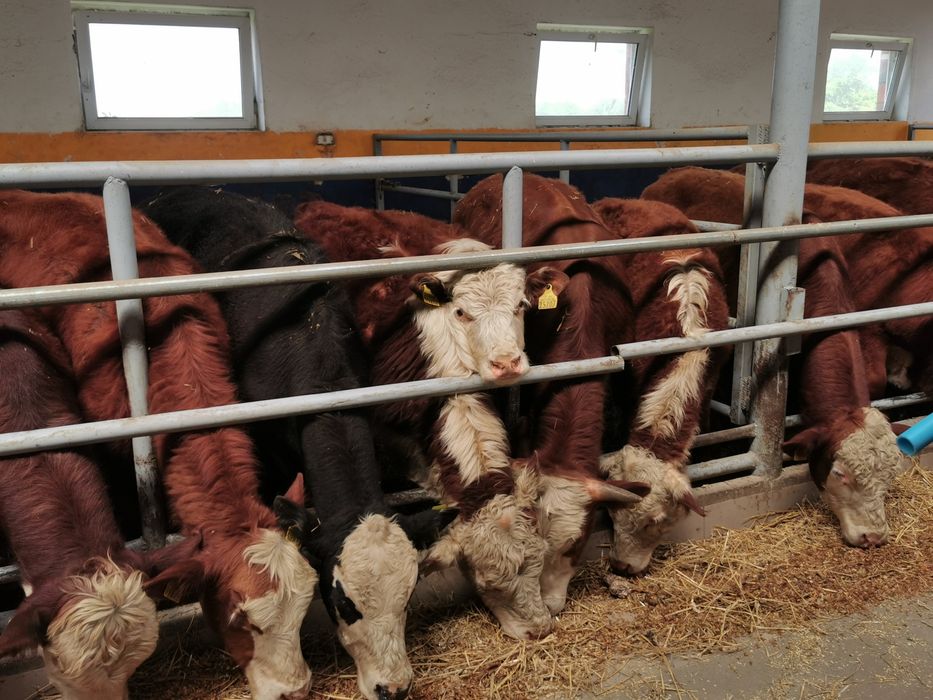 Byczki, Jalowki startery samodzielne