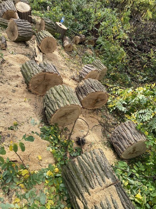 Продам дрова Акация,Дуб.