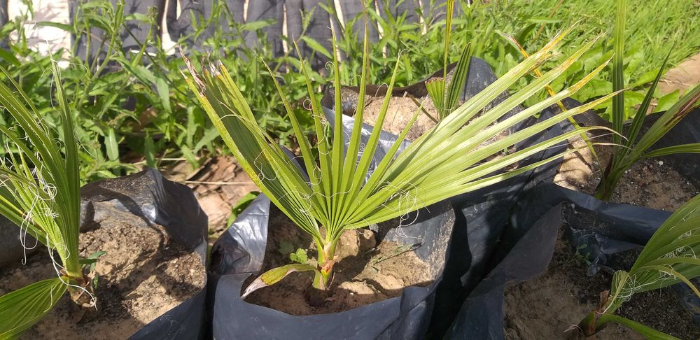 Waszyngtonia Filibusta Palma hybryda mrozoodporna WASHINGTONIA