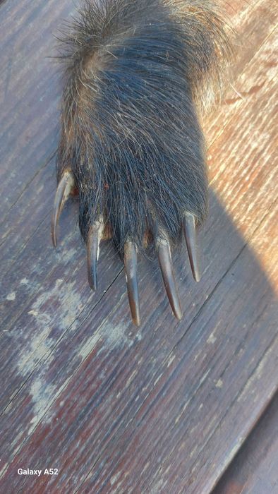 Продам кігті  когті лапки борсука _ барсука .