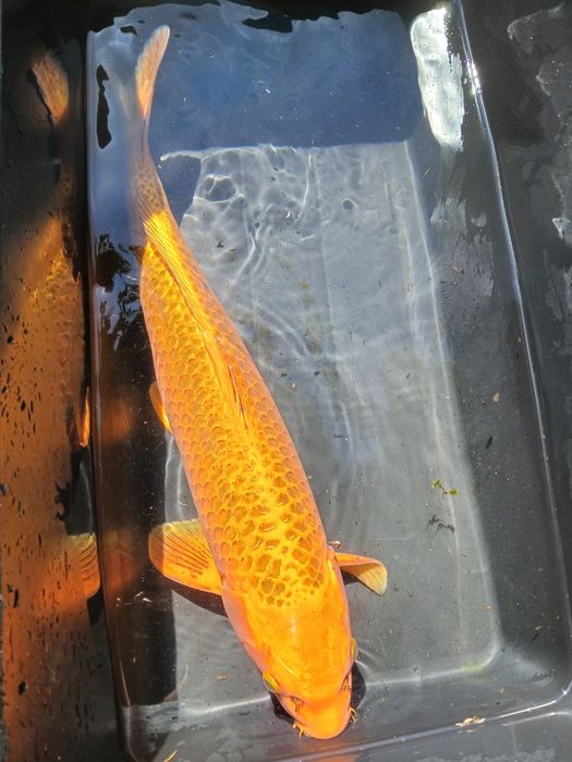 Carpa koi matsuba