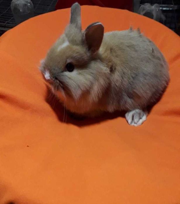 Декоративні кролики,  декоративний кролик.