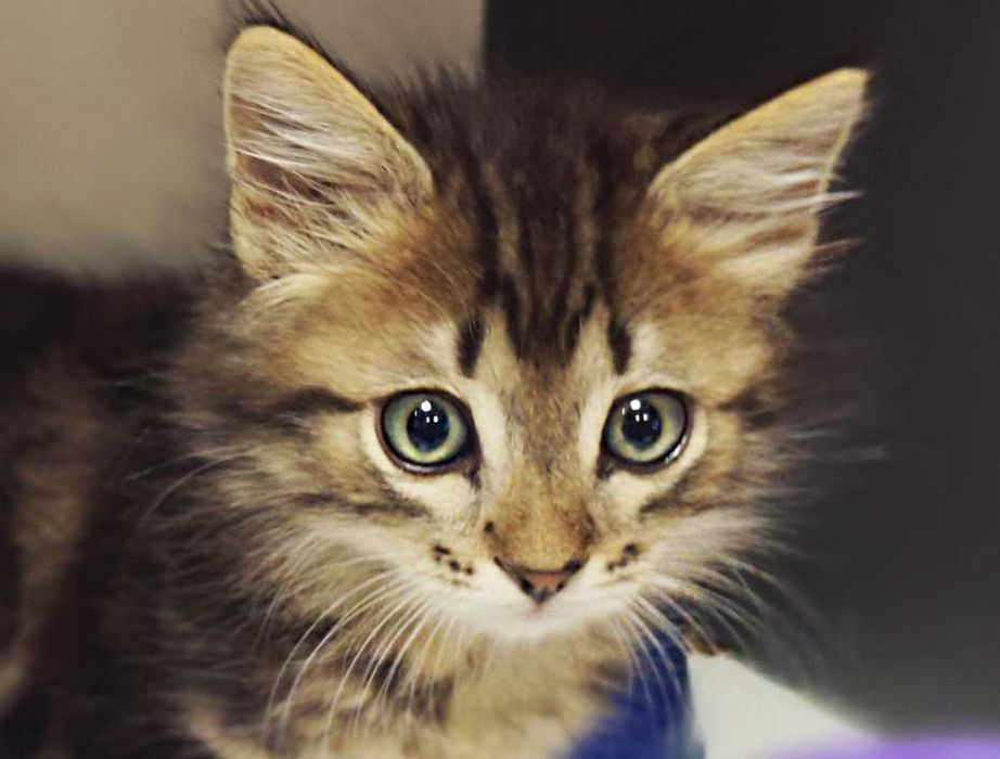 Шикарне кошеня Лялік (2 міс) в пошуках домівки! Кіт, кішка, котик