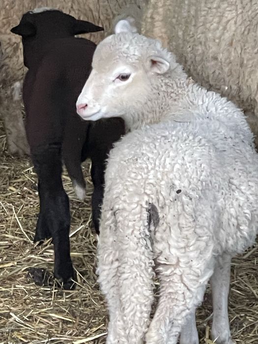 Anhos criados na quinta