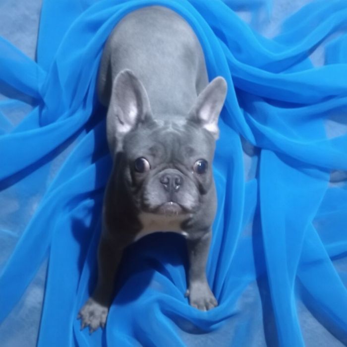 Французская девочка.