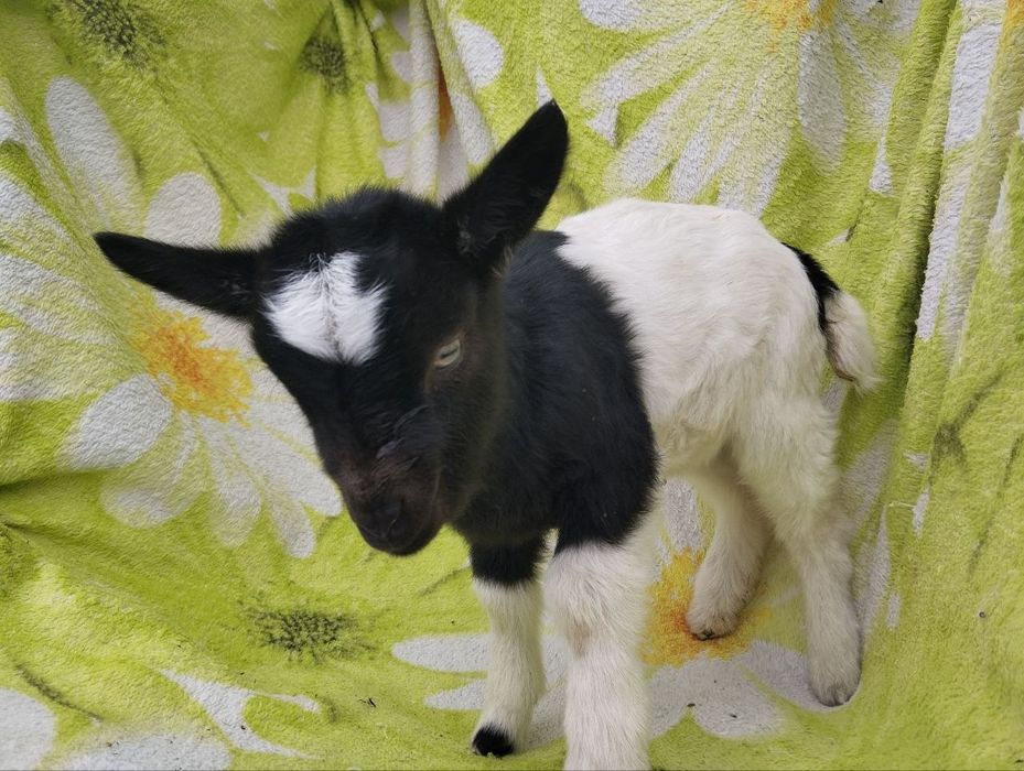 Продам камерунского козлика, не гном