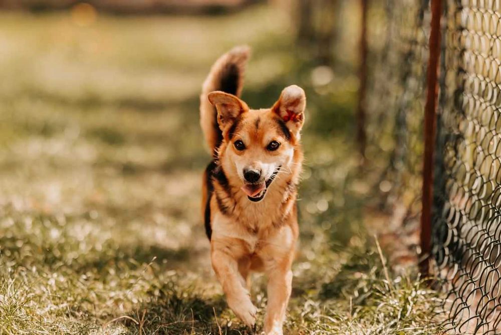 Młody, bystry, szybko uczący się Ziomek szuka domu!!!