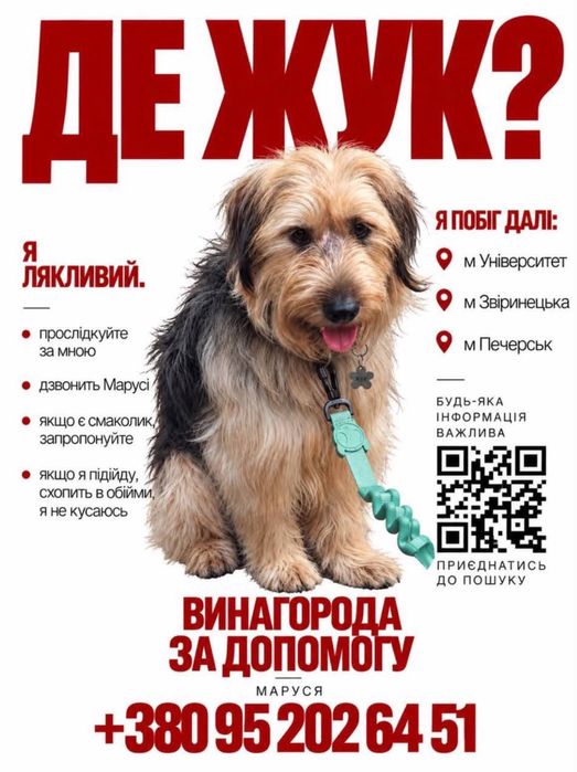 Загубився пес Жук, Київ