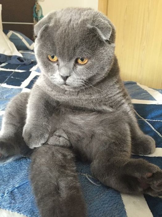 Скотиш страйт девочка