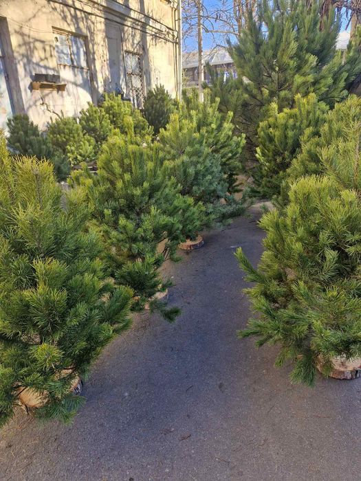 ОПТ СОСНА Новогодняя живая сосна / Одесса / ОПТ  1.5-1.9м