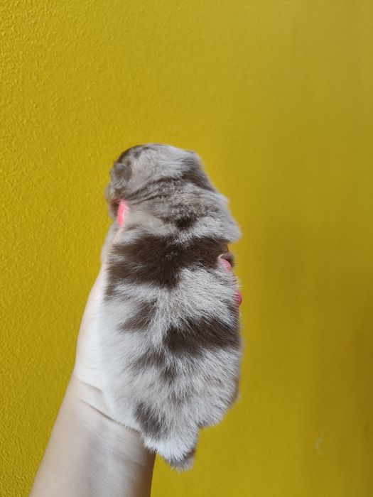 Spitz alemão Red Merle