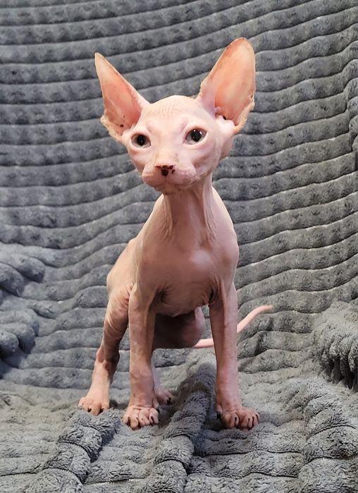 Gatinho sphynx rosa