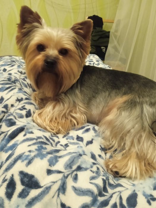 Вязка Йоркшеский тэръер