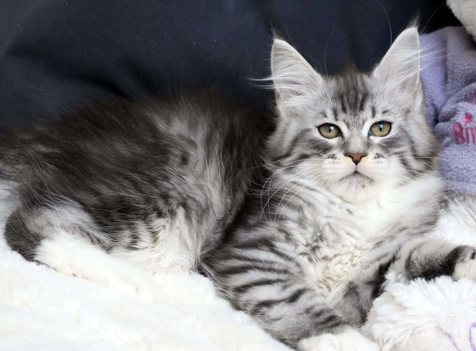 Wspaniała centkowana kocica Maine coon