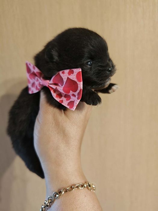 Szpic miniaturowy pomeranian suczka 1