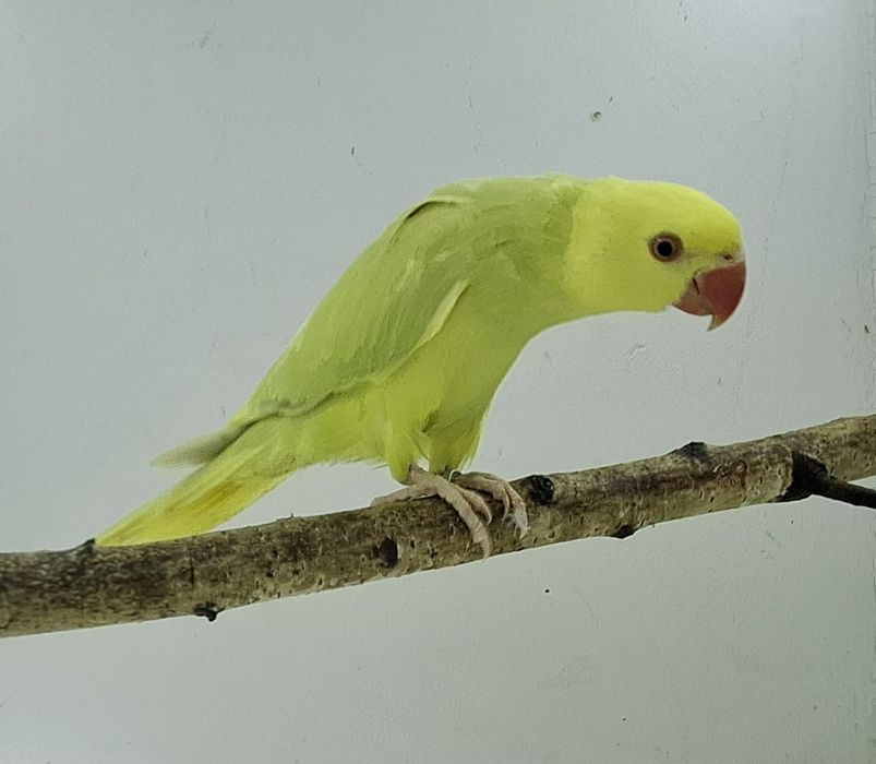 Aleksandretta aleksandretty mlode 25r zielone żółte niebieskie