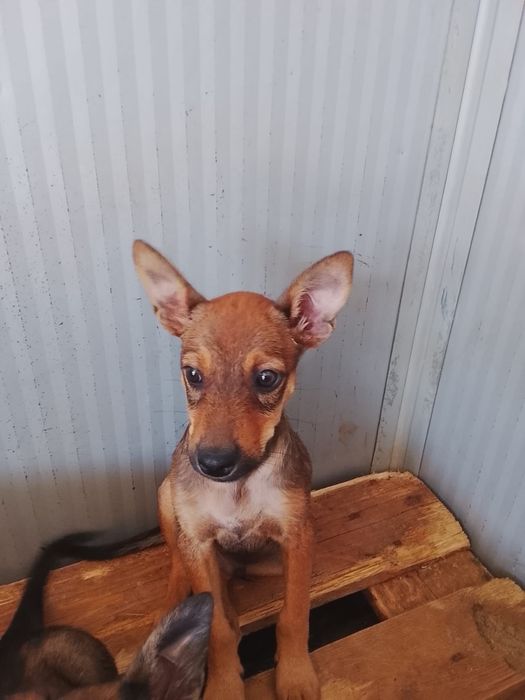Ultimo cachorros ficará de porte pequeno para adoção