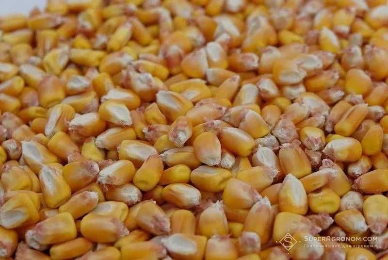 Продам кукурудзу,урожай 2026р. суха