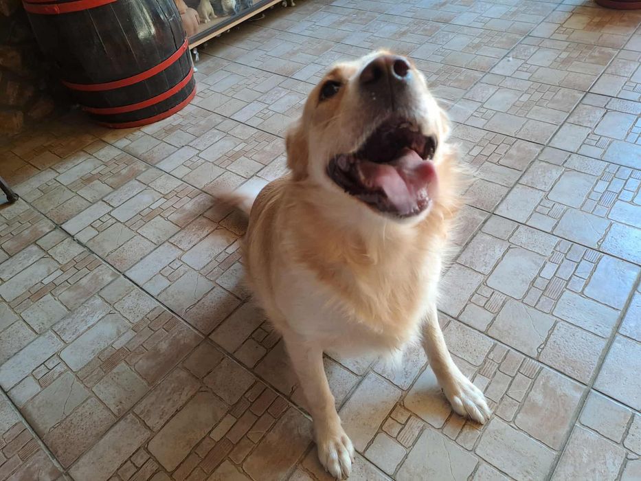 2-letnia Luna do adopcji super towarzyszka