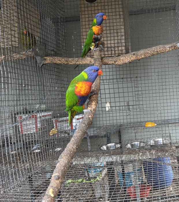 Loris bebe disponível