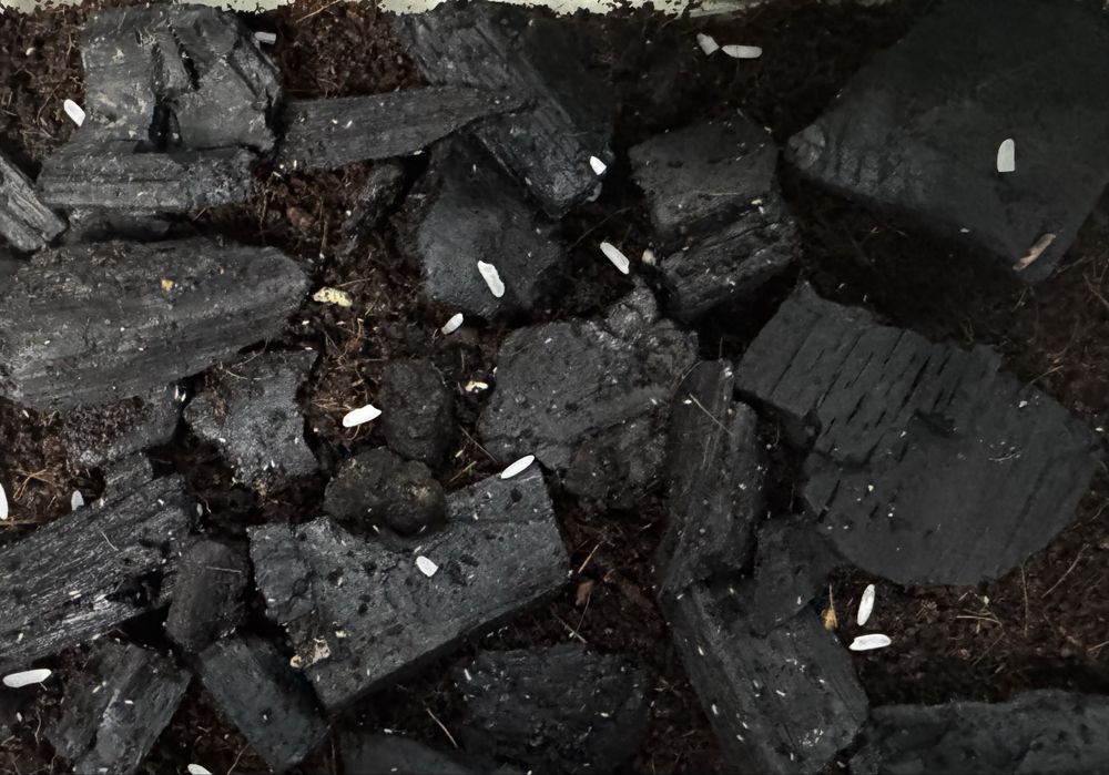 Skoczogonki - ekipa sprzątająca do terrarium / hodowli