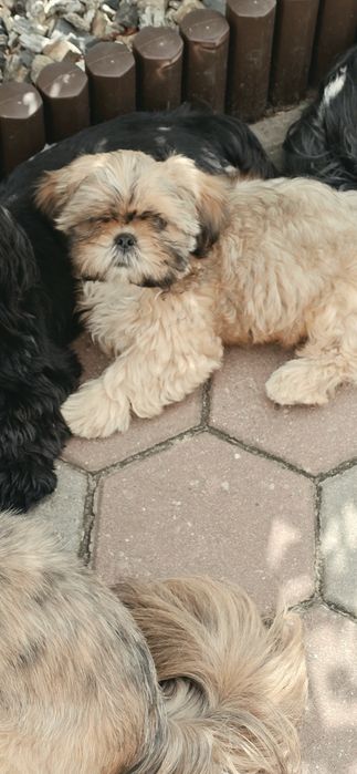 Shih Tzu kolor latte