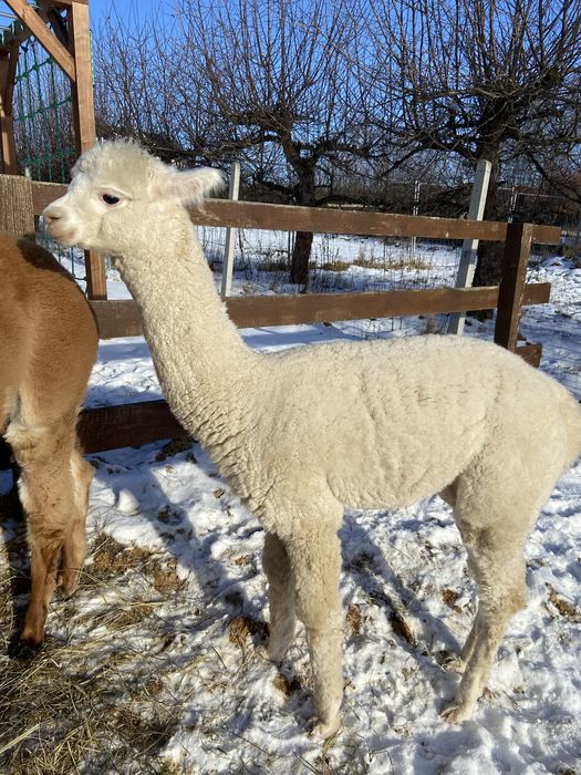 Alpaka, alpaki młody samiec sprzedam