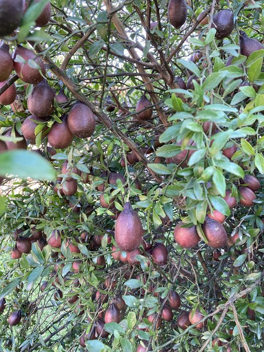 Limao Caviar (fruto)