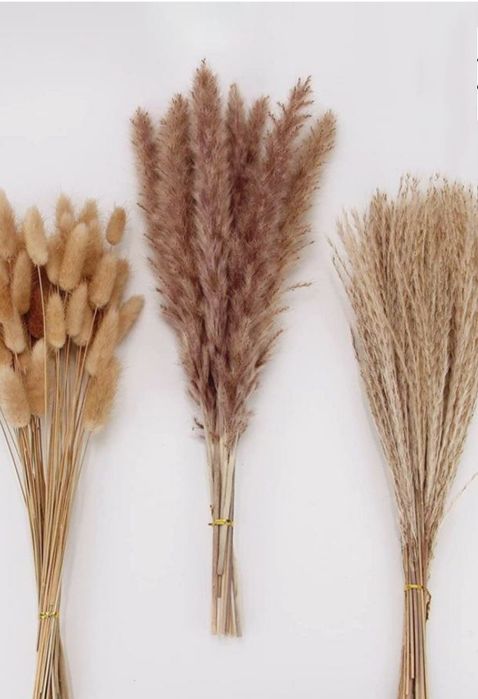 Пампас,Пампасна трава,Камиш,Очерет