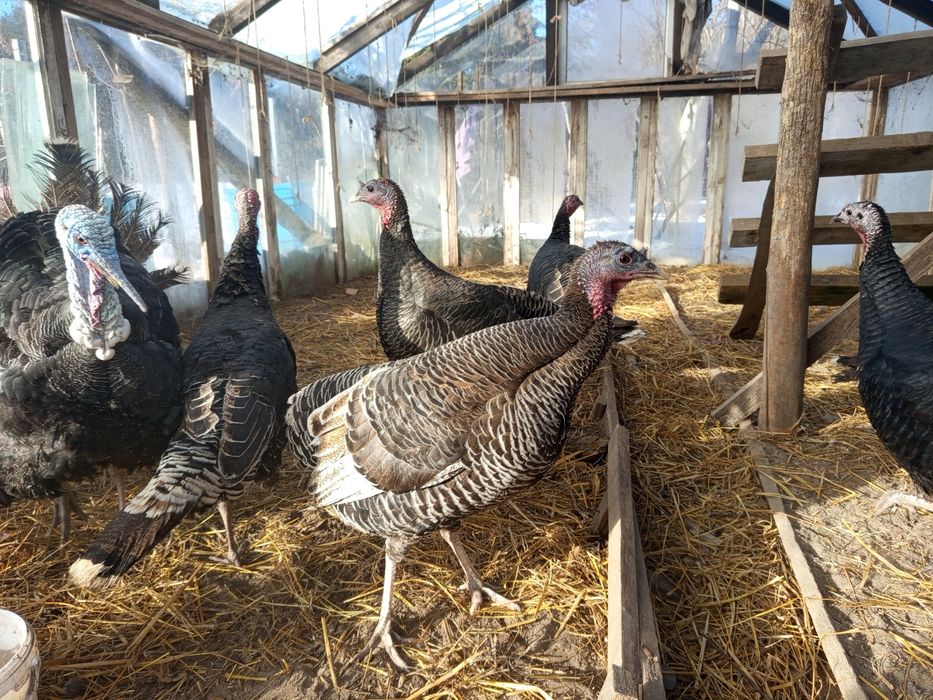 Indyczki czarne i brązowe