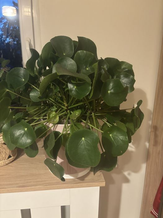 Kwiat pilea ,pieniazek