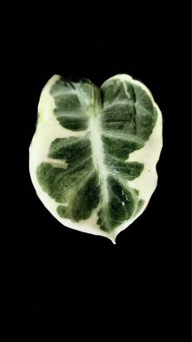 Алоказія Ninja Mint Variegated + подарунок