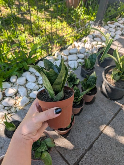 Plantas Espadas de São Jorge mini