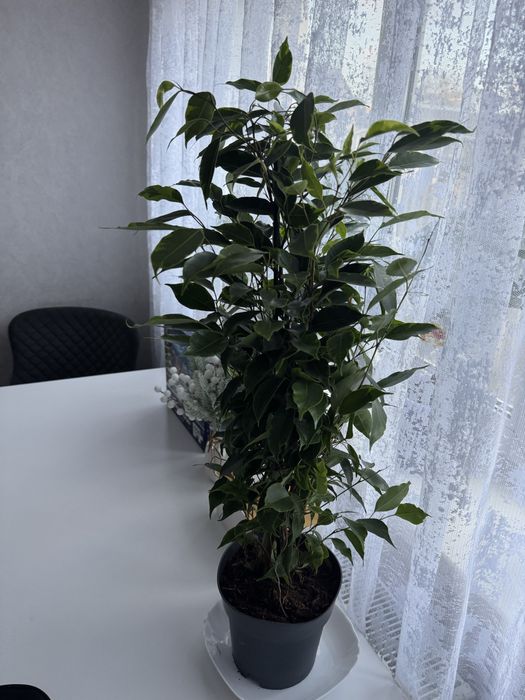 Фікус Анастасія