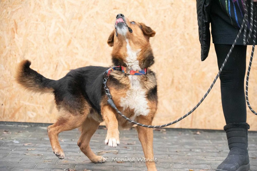 Miciu nie prosi o wiele… tylko o dom i miłość