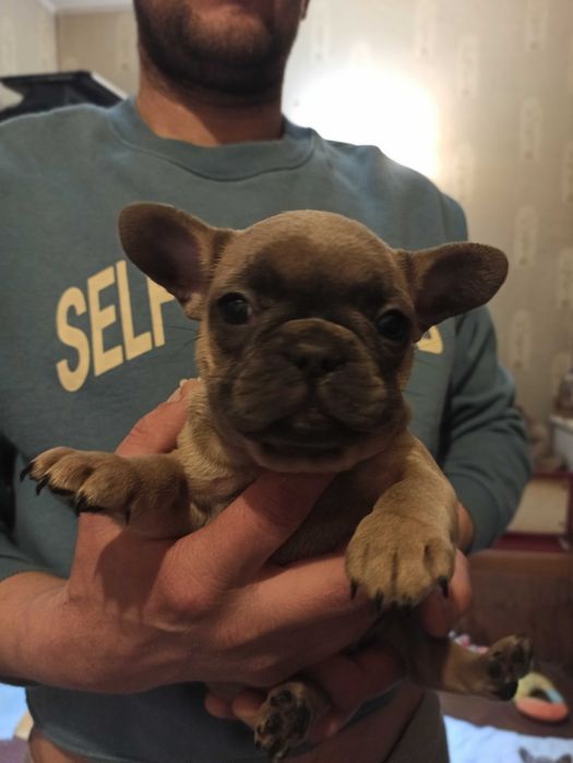 щенок французского бульдога