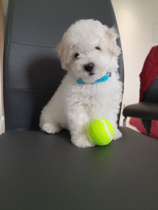 Bischon  Frise-chlopiec