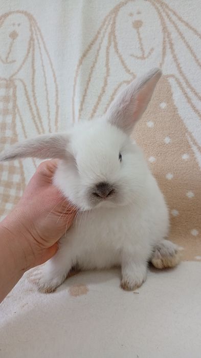 Mini Lop  !  ODBIÓR NA JUŻ króliczek karzełek LEGALNA HODOW