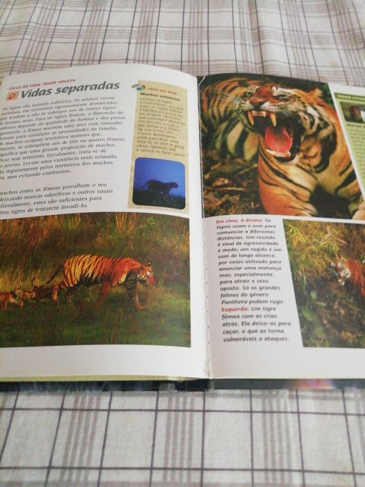 Tigres dos Pântanos