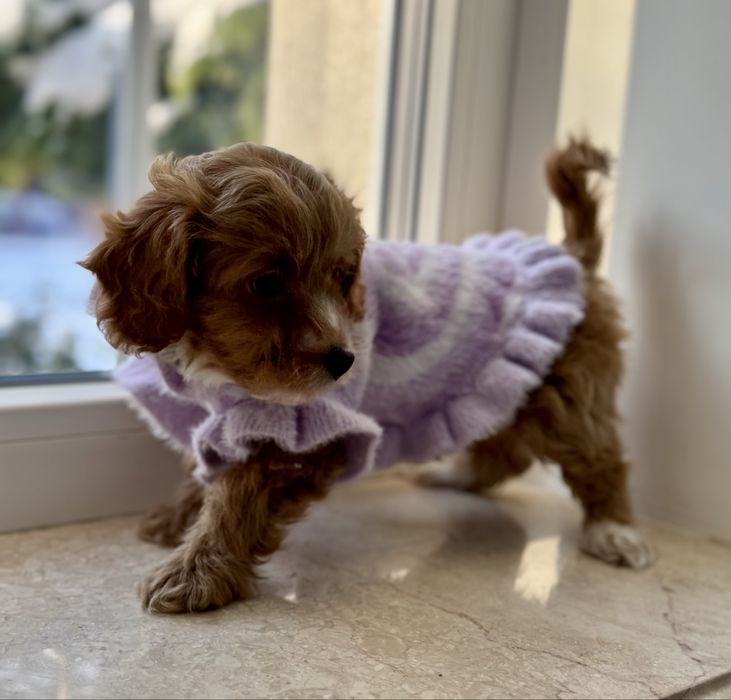 Мальтипу ф1 - премиум мини до 2,5 кг