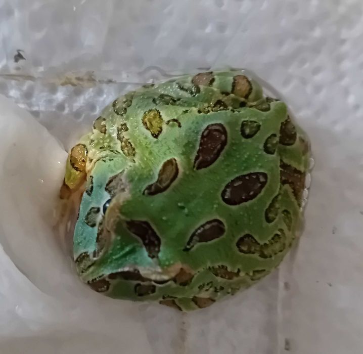 Żaba rogata (Ceratophrys ornata x cranwelli)