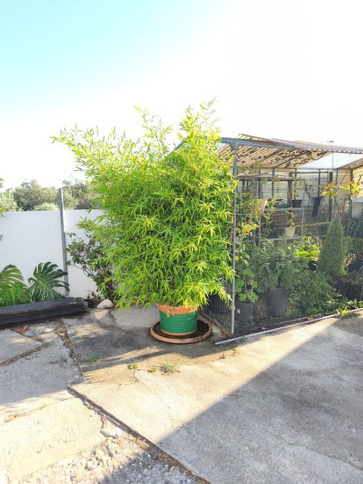 Canas da Índia, plantas, jardim, decoração, natureza