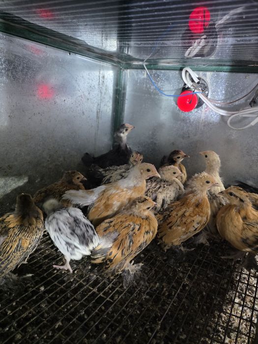 Курчата Мільфлер