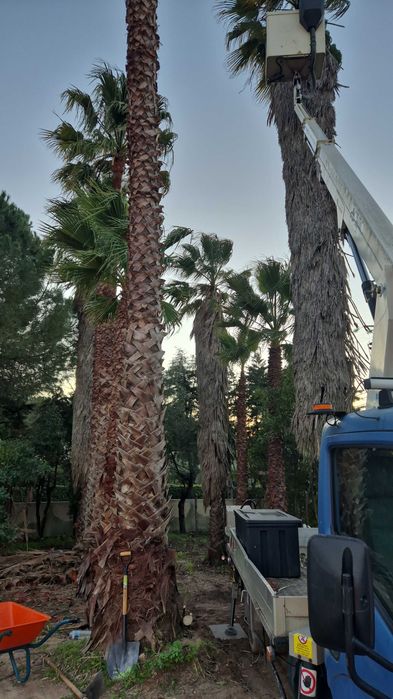 Corte e limpeza de Árvores e Palmeiras