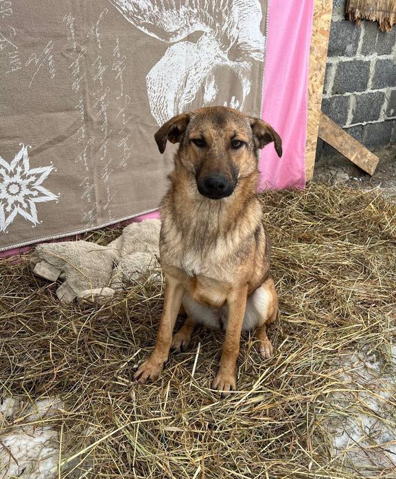 Собачка 7 міс шукає дім