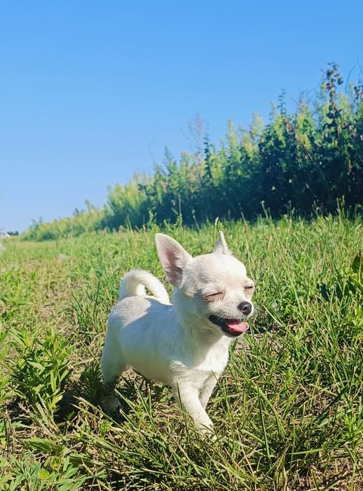 Chihuahua suczka
