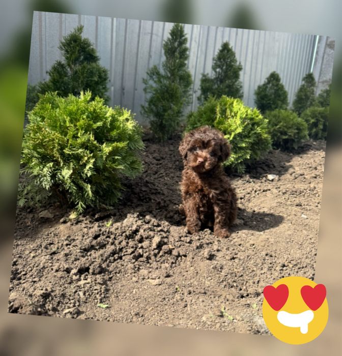 Шоколадний Той пудель