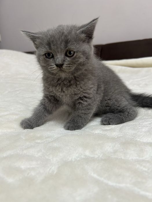 Шотландські кошенята