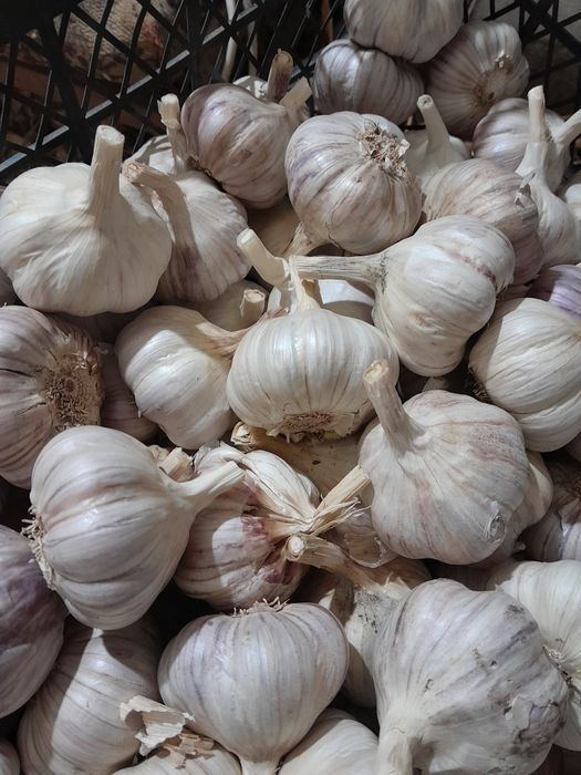 Czosnek 10 kg, polski