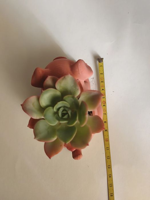 Vaso Decorativo porco com suculenta